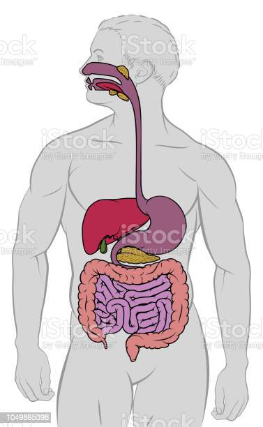 Esquema del sistema digestivo